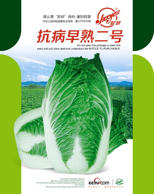 抗病早熟二——秋播白菜